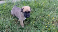Finn, a male German Shepherd Dog and English Mastiff for sale in Waldron, AR – 4 of 8