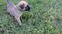Finn, a male German Shepherd Dog and English Mastiff for sale in Waldron, AR – 2 of 8