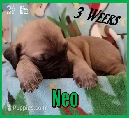 Neo, a male English Mastiff for sale in Waldron, AR – Photo 1 of 6