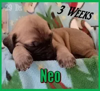 Neo, a male English Mastiff for sale in Waldron, AR – Photo 1 of 6