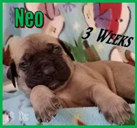 Neo, a male English Mastiff for sale in Waldron, AR – Photo 3 of 6