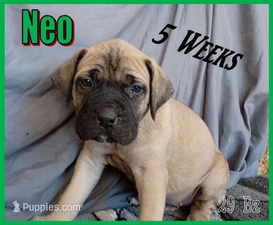 Neo – English Mastiff puppy for sale in Waldron, AR