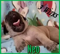 Neo, a male English Mastiff for sale in Waldron, AR – Photo 4 of 6