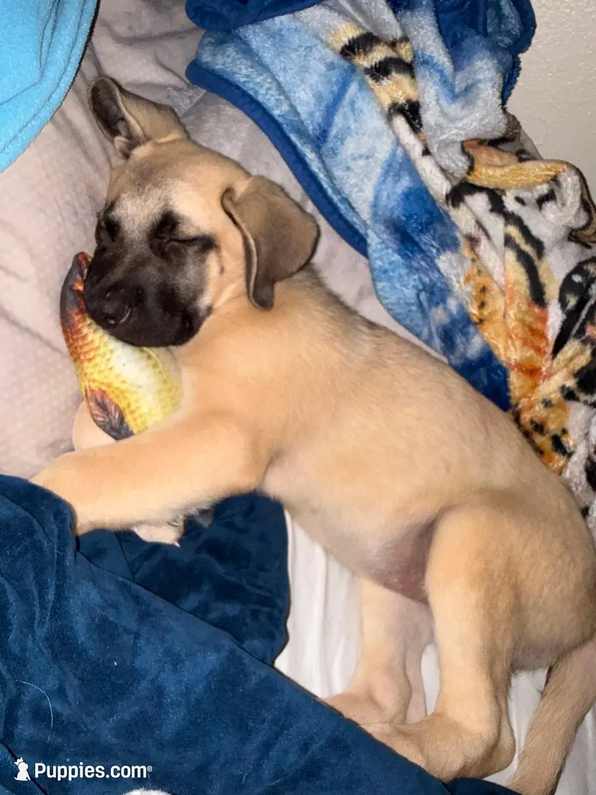 P!nk, a female German Shepherd Dog and English Mastiff for sale in Waldron, AR – 1 of 3