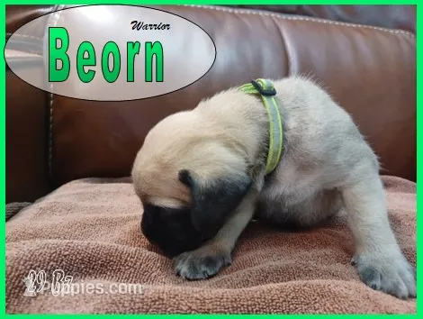 Beorn – English Mastiff puppy for sale in Waldron, AR