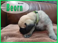 Beorn, a male English Mastiff for sale in Waldron, AR – 1 of 4