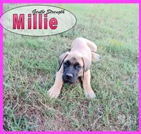 Millie AKC, a female English Mastiff for sale in Waldron, AR – 4 of 10