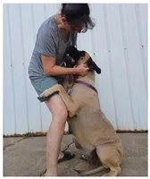 Zoey, a female English Mastiff for sale in Waldron, AR – 5 of 6
