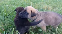 Jack, a male German Shepherd Dog and English Mastiff for sale in Waldron, AR – 3 of 9