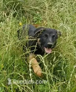 Bettina – German Shepherd Dog puppy for sale in Waldron, AR
