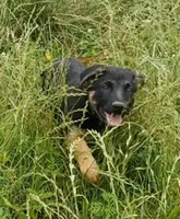 Bettina, a female German Shepherd Dog for sale in Waldron, AR – 1 of 3