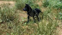 Miss Yellow, a female German Shepherd Dog for sale in Waldron, AR – 4 of 6