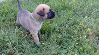 Finn, a male German Shepherd Dog and English Mastiff for sale in Waldron, AR – 3 of 8