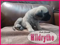 Mildrythe, a female English Mastiff for sale in Waldron, AR – 4 of 4