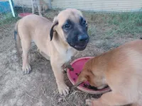 Penny, a female German Shepherd Dog and English Mastiff for sale in Waldron, AR – 2 of 3