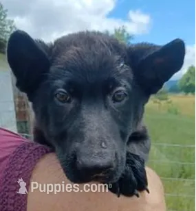 Mr Green – German Shepherd Dog puppy for sale in Waldron, AR