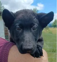 Mr Green, a male German Shepherd Dog for sale in Waldron, AR – 1 of 3