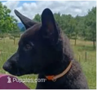 Miss Orange – German Shepherd Dog puppy for sale in Waldron, AR