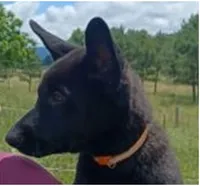 Miss Orange, a female German Shepherd Dog for sale in Waldron, AR – 1 of 3