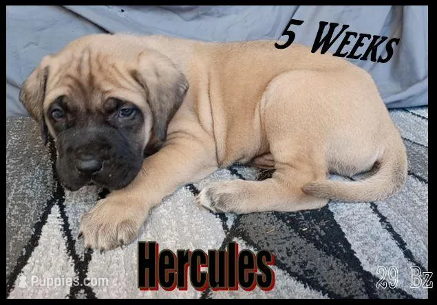 Hercules – English Mastiff puppy for sale in Waldron, AR