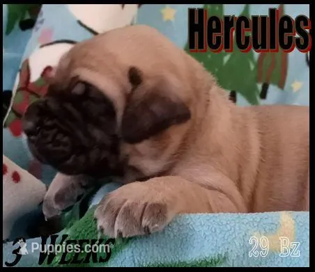 Hercules, a male English Mastiff for sale in Waldron, AR – Photo 1 of 6