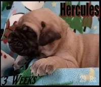 Hercules, a male English Mastiff for sale in Waldron, AR – Photo 1 of 6