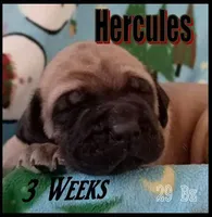 Hercules, a male English Mastiff for sale in Waldron, AR – Photo 3 of 6