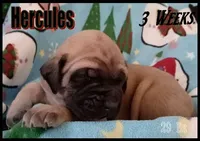 Hercules, a male English Mastiff for sale in Waldron, AR – Photo 2 of 6