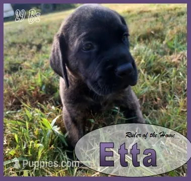 Etta – English Mastiff puppy for sale in Waldron, AR