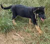 Bettina, a female German Shepherd Dog for sale in Waldron, AR – 3 of 3