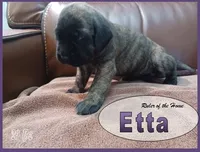 Etta, a female English Mastiff for sale in Waldron, AR – 2 of 4