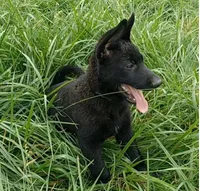 Adonis, a male German Shepherd Dog for sale in Waldron, AR – 2 of 6