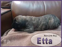 Etta, a female English Mastiff for sale in Waldron, AR – 4 of 4