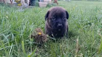 Rowdy, a male German Shepherd Dog and English Mastiff for sale in Waldron, AR – 3 of 10