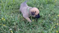 Finn, a male German Shepherd Dog and English Mastiff for sale in Waldron, AR – 1 of 8