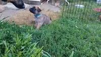 Bubba, a male German Shepherd Dog and English Mastiff for sale in Waldron, AR – 2 of 10
