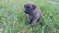 Walter, a male German Shepherd Dog and English Mastiff for sale in Waldron, AR – 6 of 10