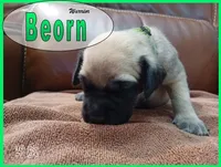 Beorn, a male English Mastiff for sale in Waldron, AR – 2 of 4