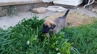 Bubba, a male German Shepherd Dog and English Mastiff for sale in Waldron, AR – 4 of 10