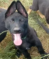 Adonis, a male German Shepherd Dog for sale in Waldron, AR – 4 of 6
