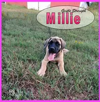 Millie AKC, a female English Mastiff for sale in Waldron, AR – 6 of 10