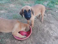 Penny, a female German Shepherd Dog and English Mastiff for sale in Waldron, AR – 1 of 3