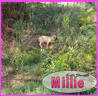 Millie AKC, a female English Mastiff for sale in Waldron, AR – 5 of 10