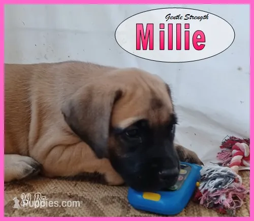 Millie AKC – English Mastiff puppy for sale in Waldron, AR