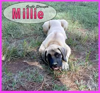 Millie AKC, a female English Mastiff for sale in Waldron, AR – 9 of 10
