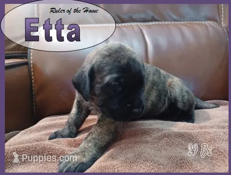 Etta – English Mastiff puppy for sale in Waldron, AR