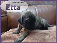 Etta, a female English Mastiff for sale in Waldron, AR – 1 of 4