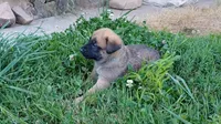 Bubba, a male German Shepherd Dog and English Mastiff for sale in Waldron, AR – 5 of 10