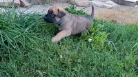 Bubba, a male German Shepherd Dog and English Mastiff for sale in Waldron, AR – 7 of 10