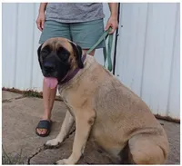 Zoey, a female English Mastiff for sale in Waldron, AR – 3 of 6